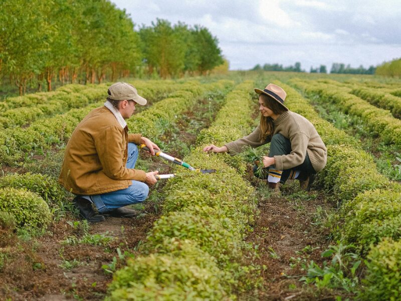 Farm Jobs in USA for Foreigners with Visa